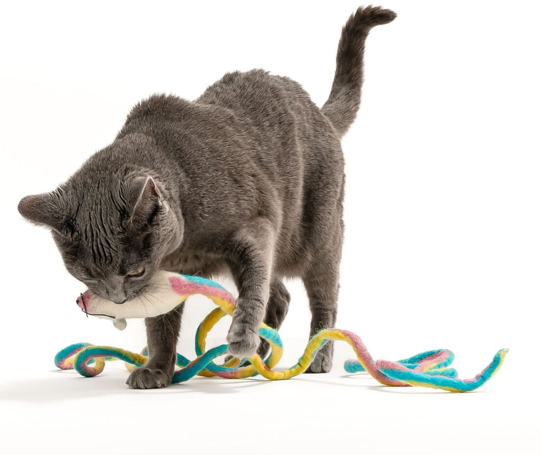 cat toy