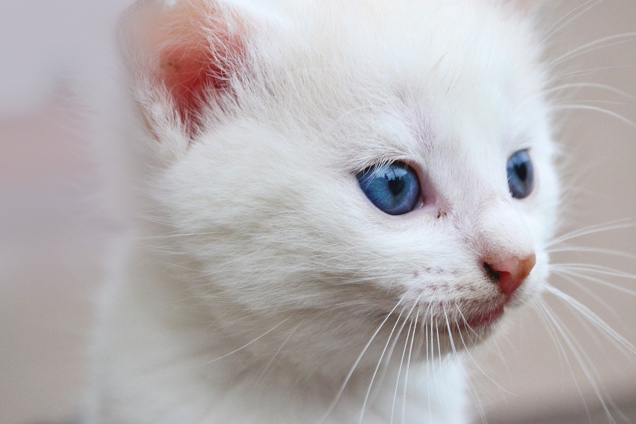 kitten with blue eyes