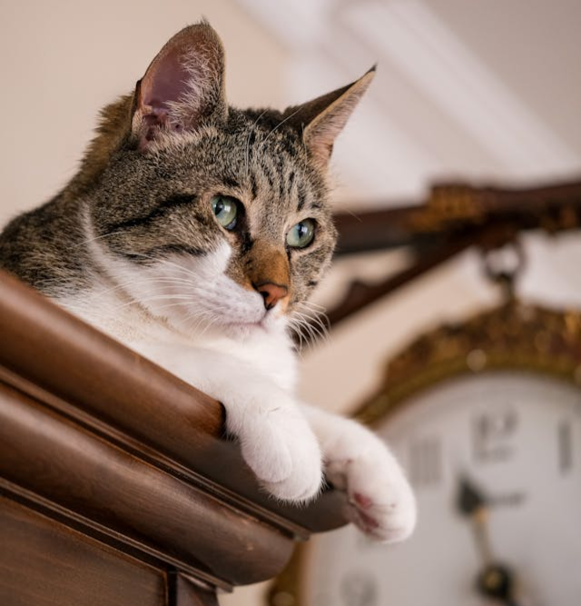 cat in front of a clock