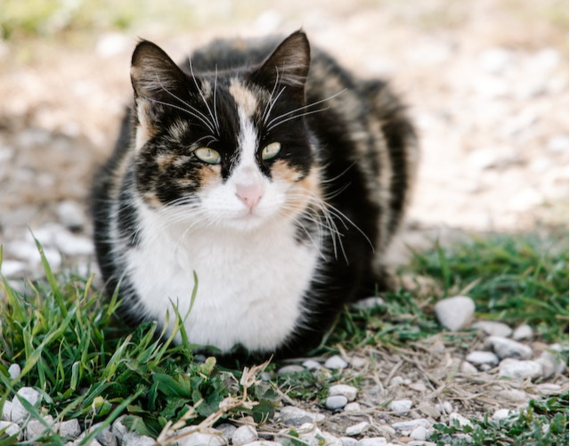 cats loaf