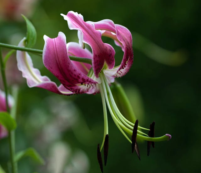 lilies