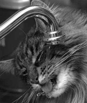 Why won't my cat drink out of her bowl?