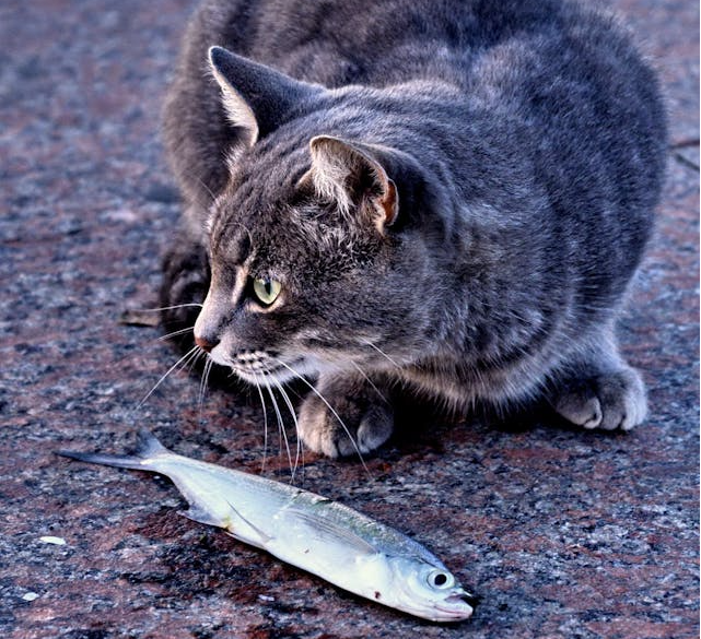 raw fish