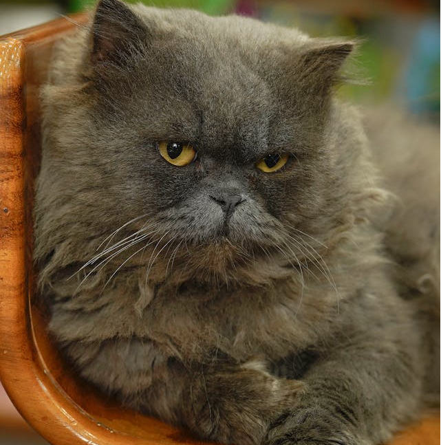 angry cat