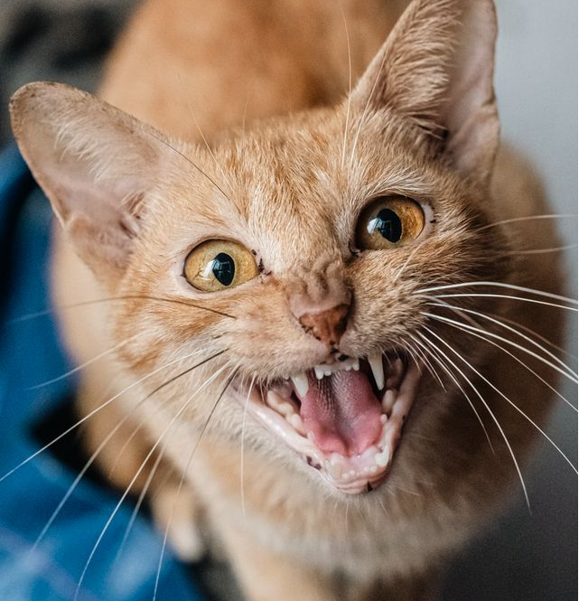 hissing cat
