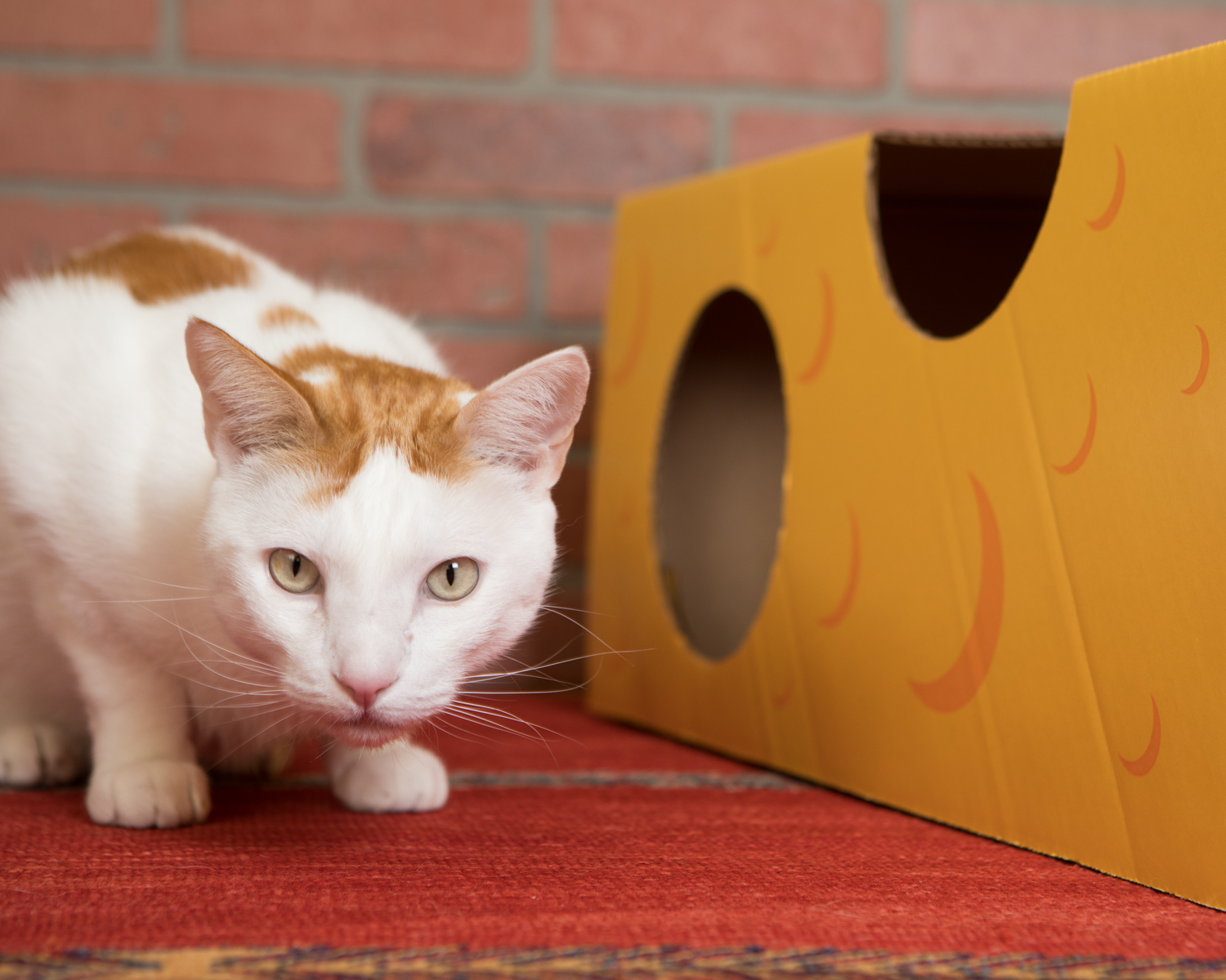 cat playhouse