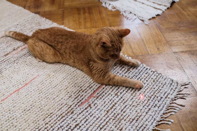 cat with laser pointer