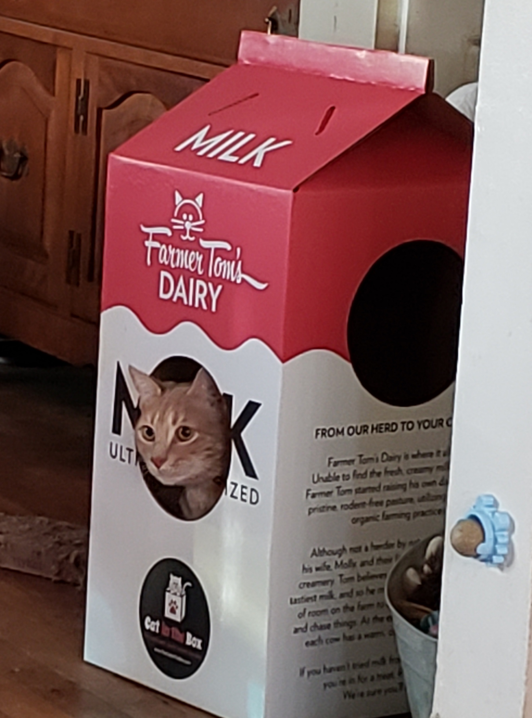 cat in a milk carton