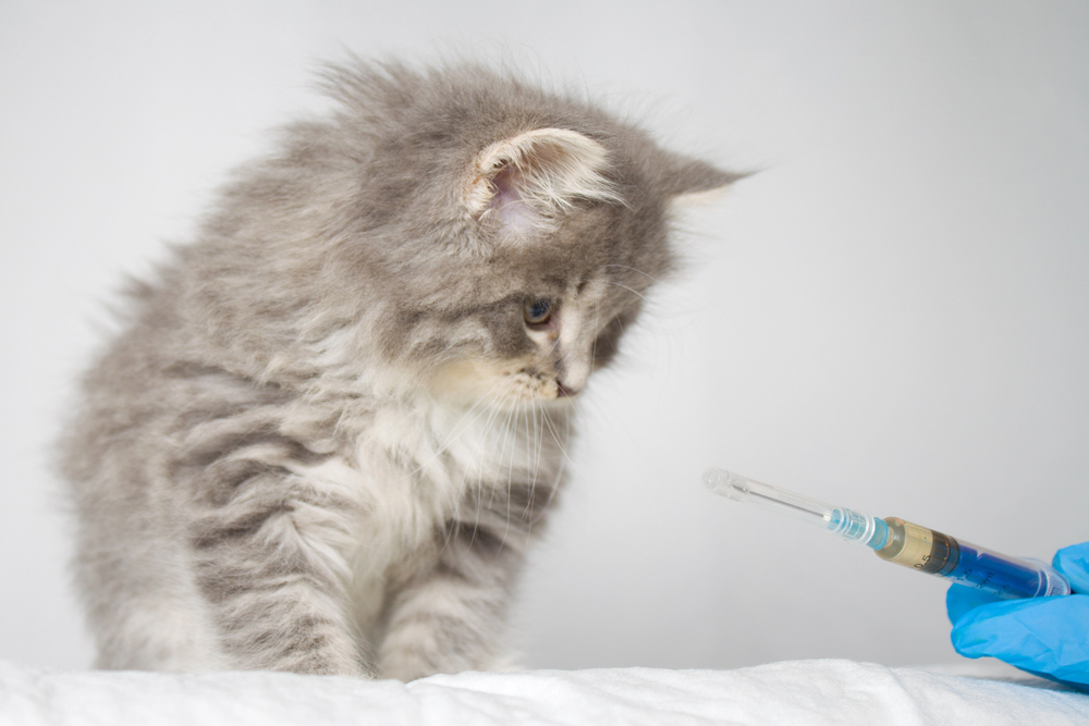 cat and vaccine