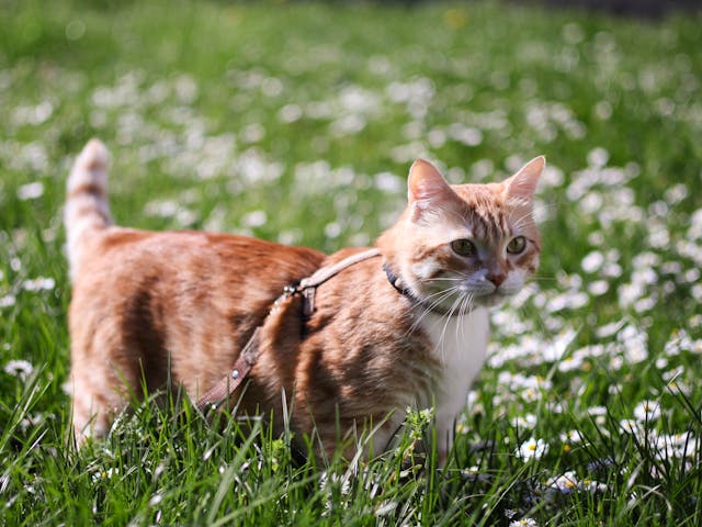 cats with leash 