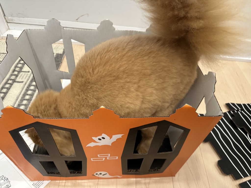 cat in a cardboard box