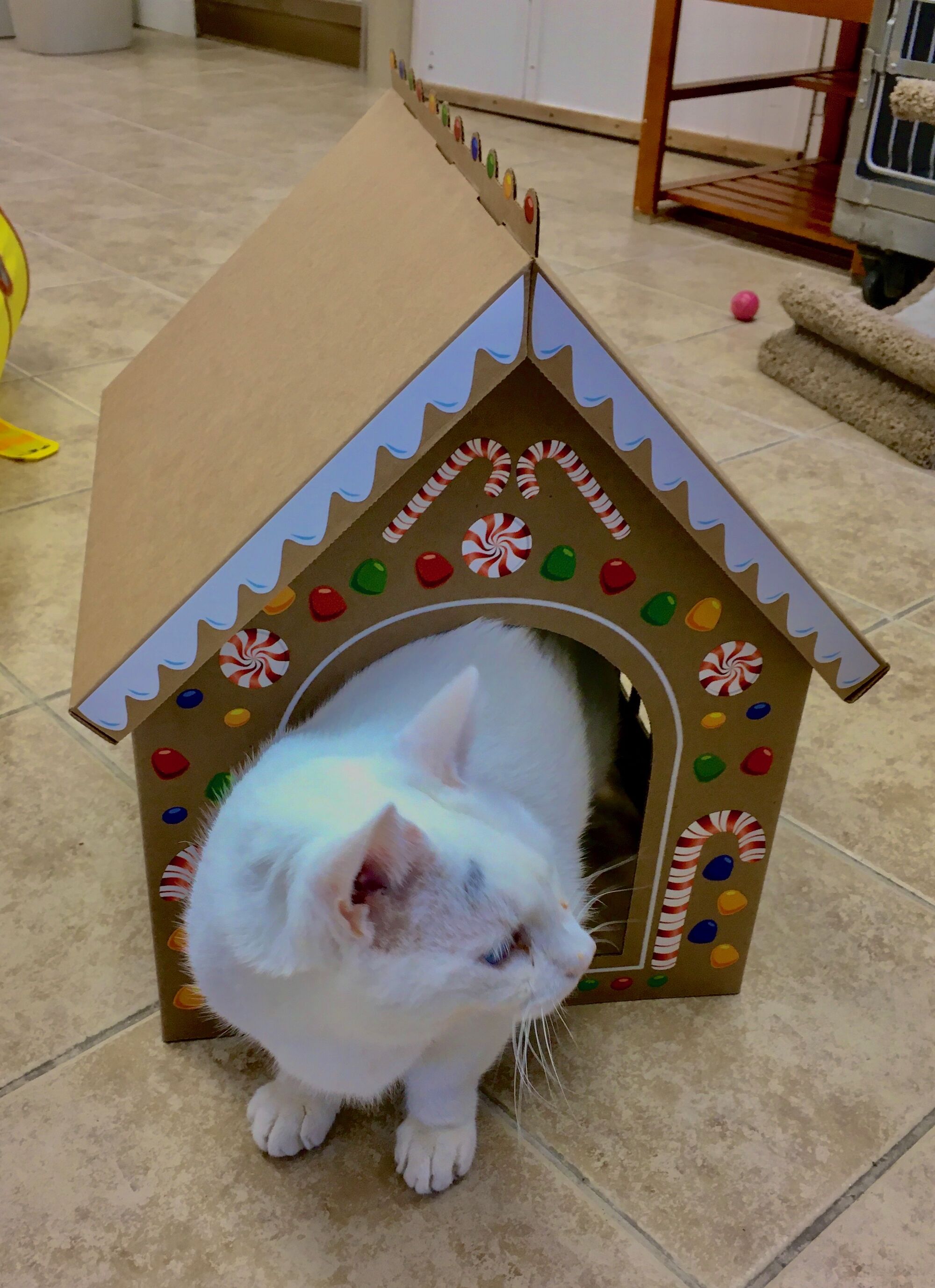 cat in a cardboard box