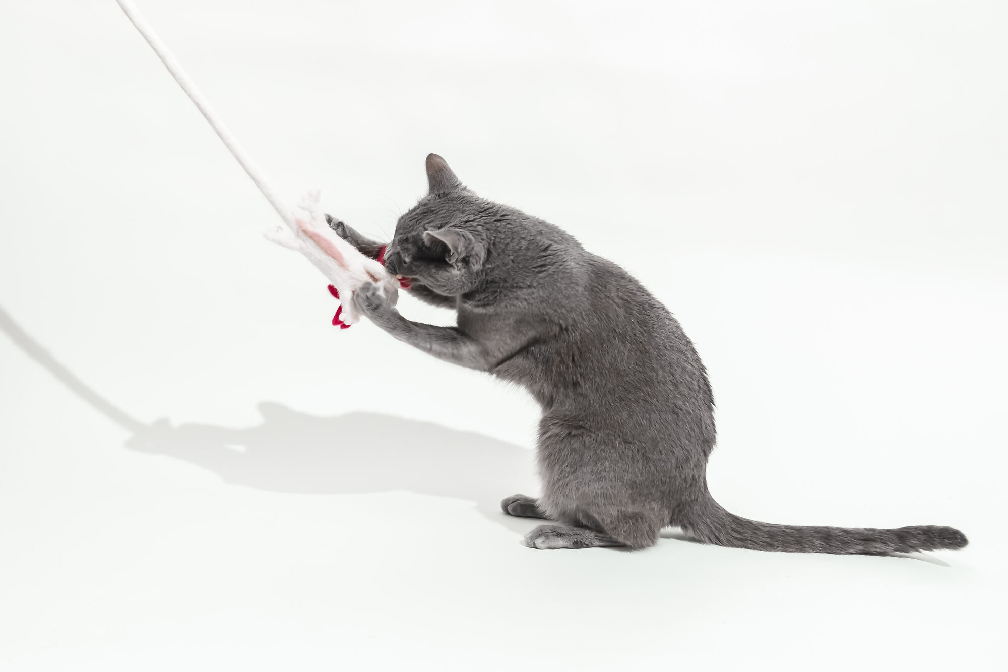 cat toy