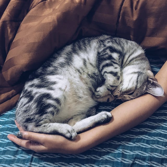 cat sleeping