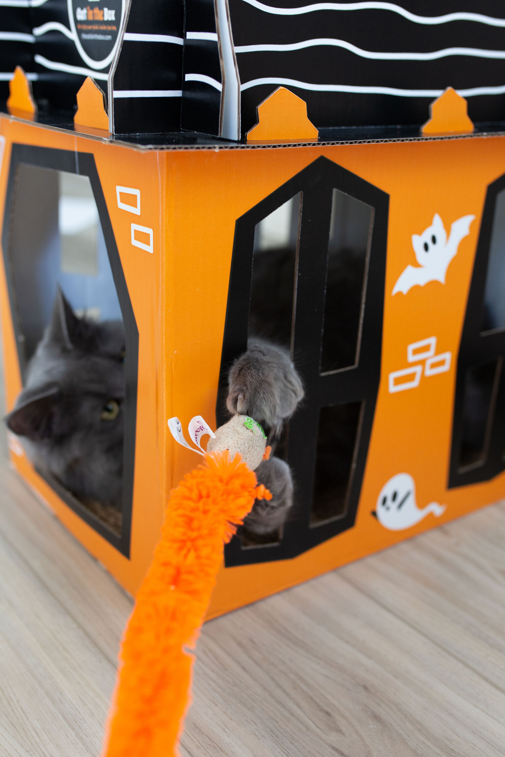 cat toy