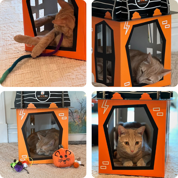 cat in haunted house