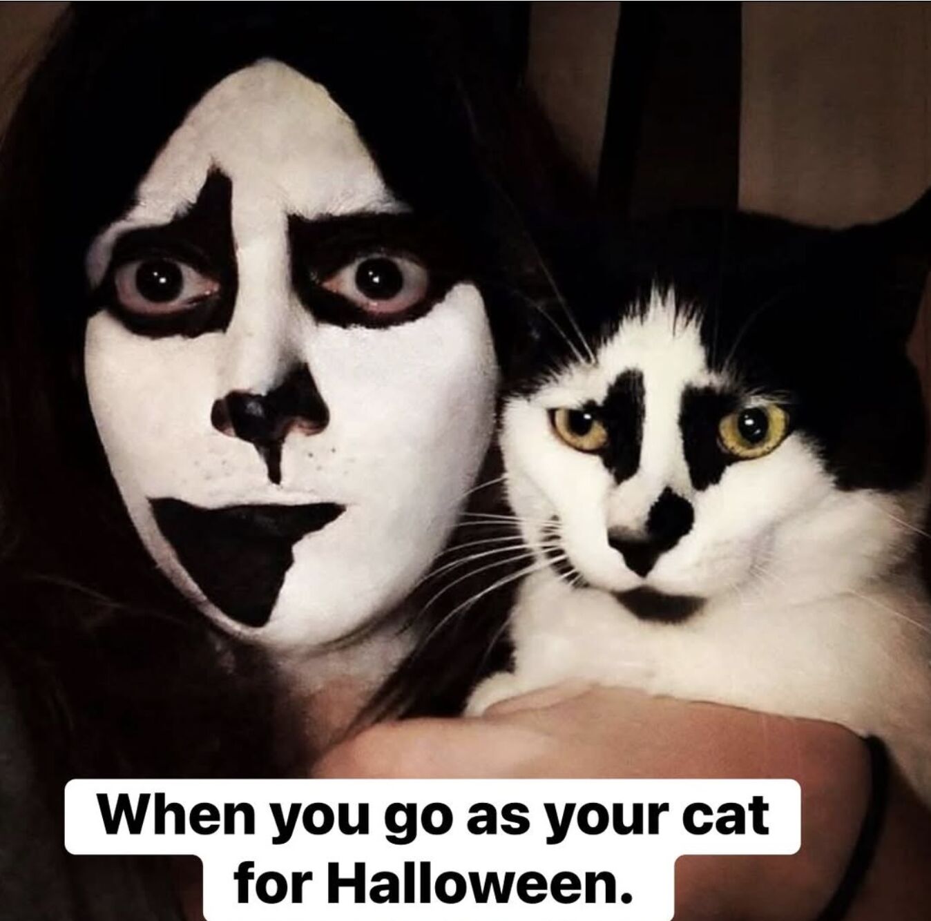 Halloween cat meme
