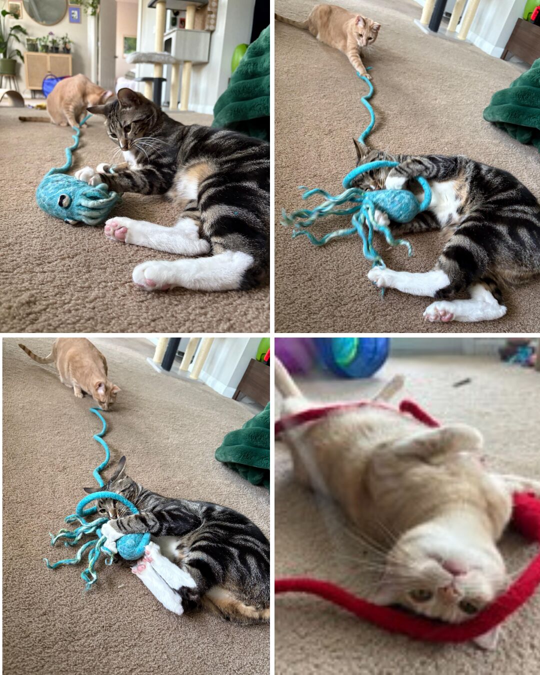 cat toy
