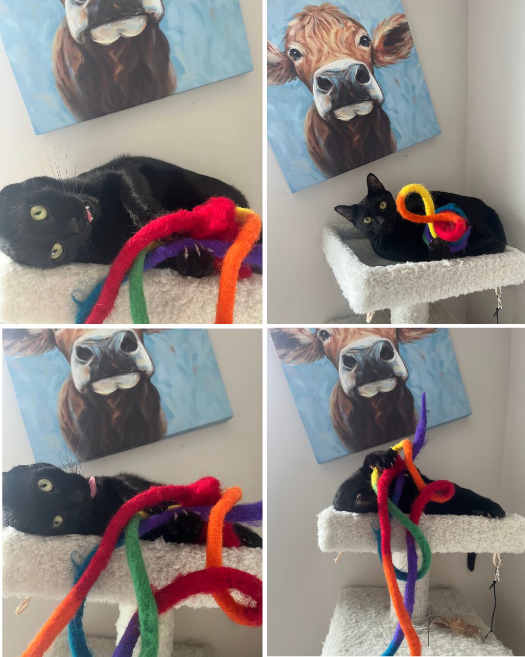 cat with toy