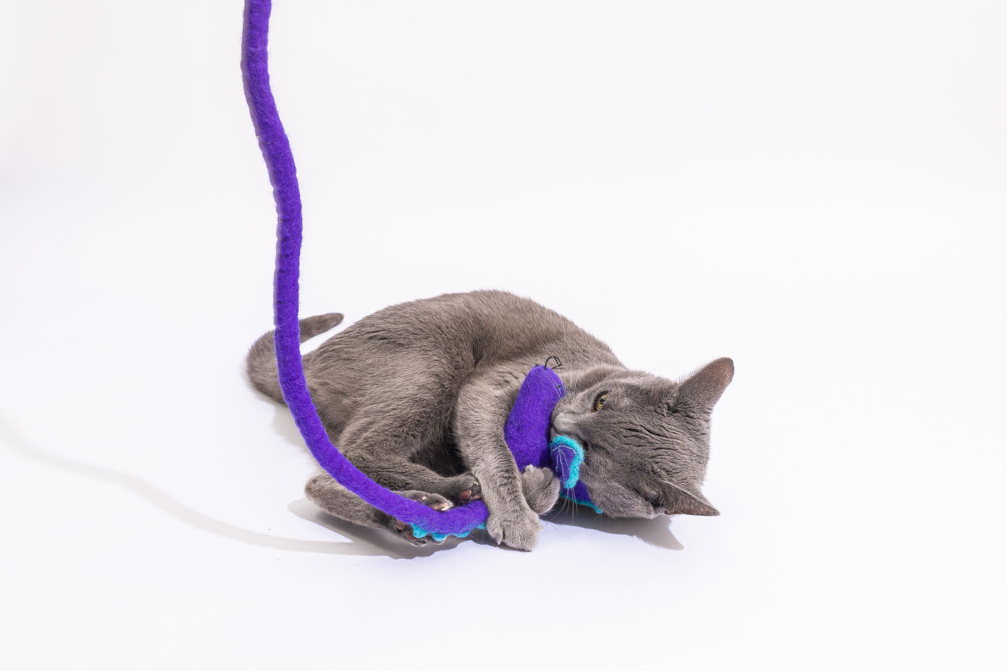 toy for cat