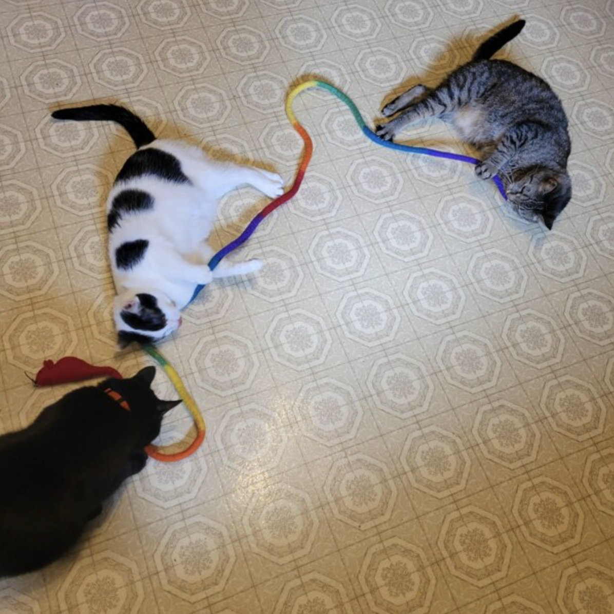cat sleeping on mouse toy